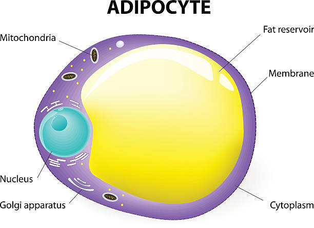 Adipocyte cell structure