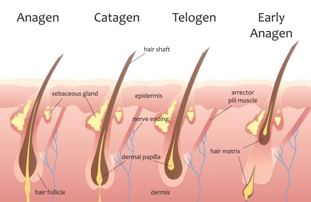 Hair cycle